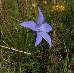 Wahlenbergia ceracea