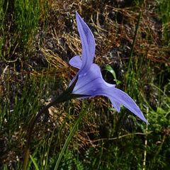 Wahlenbergia ceracea