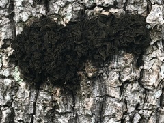Fungi