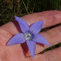 Wahlenbergia ceracea
