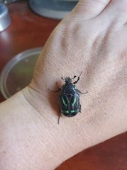 Chlorobapta frontalis