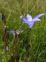 Wahlenbergia ceracea