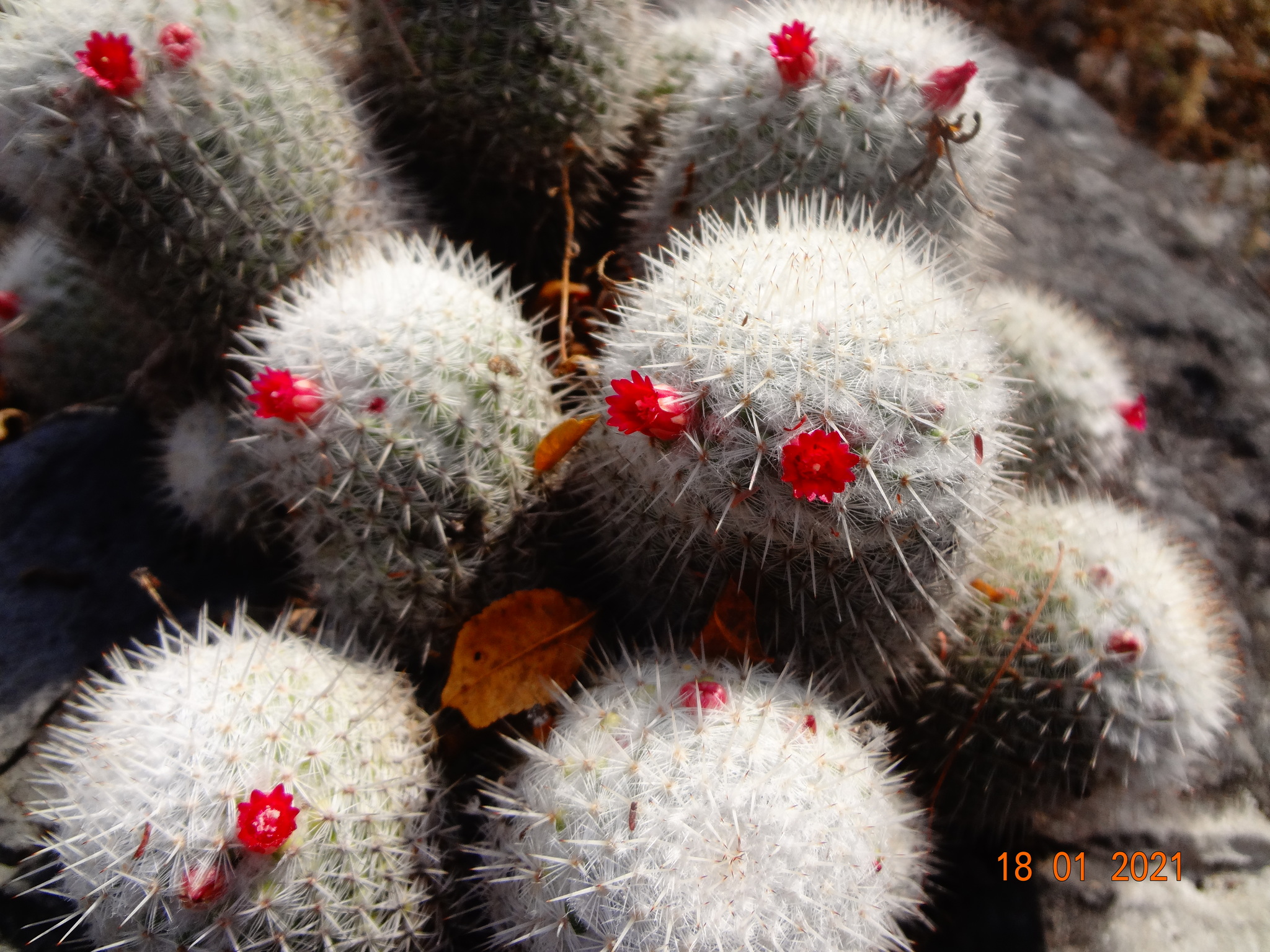 Mammillaria albilanata ssp. albilanata