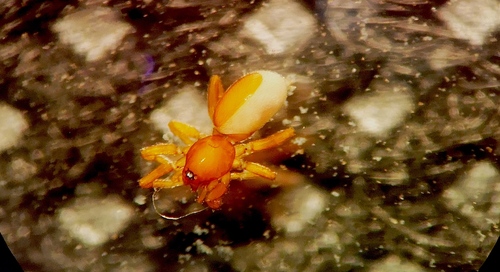 Genus Triaeris · iNaturalist