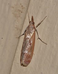 Syntonarcha iriastis