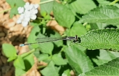 Aciagrion occidentale