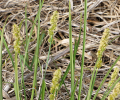 Carex vulpinoidea