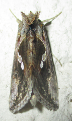Chrysodeixis acuta