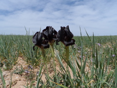 Iris nigricans