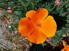 Eschscholzia californica
