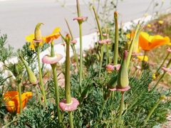 Eschscholzia californica