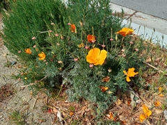 Eschscholzia californica