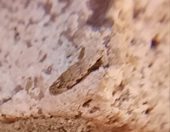 Taygete attributella