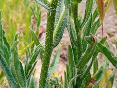Amsinckia menziesii