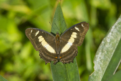 Metamorpha elissa