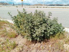 Ambrosia acanthicarpa