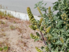Ambrosia acanthicarpa