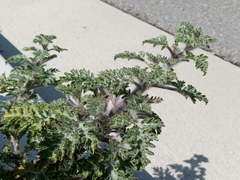 Ambrosia acanthicarpa