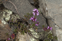 Thymus altaicus