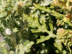 Ambrosia acanthicarpa