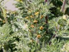 Ambrosia acanthicarpa