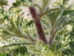 Ambrosia acanthicarpa