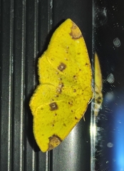 Periclina