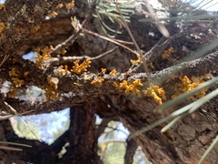 Arceuthobium vaginatum cryptopodum