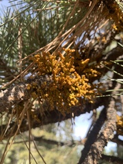 Arceuthobium vaginatum cryptopodum