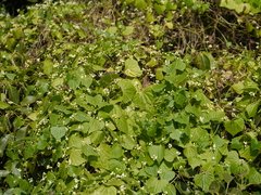 Zehneria maysorensis