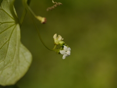 Zehneria maysorensis