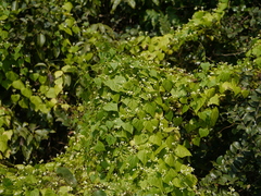 Zehneria maysorensis
