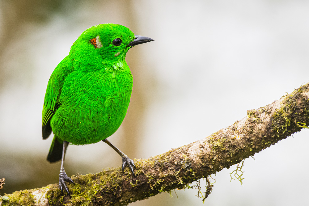 Meet Tanager Glistening-green, the sparkling blue bird in the sky