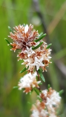 Cryptandra ericoides