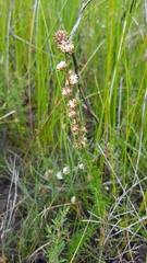 Cryptandra ericoides