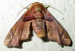 Eutelia callichroma