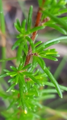 Cryptandra ericoides