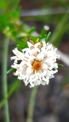 Cryptandra ericoides