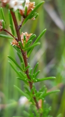 Cryptandra ericoides