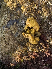 Ectocarpales