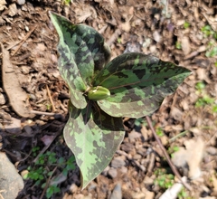 Trillium cuneatum