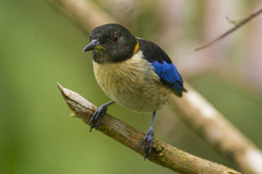 Iridophanes pulcherrimus
