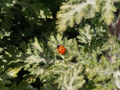 Ambrosia acanthicarpa