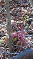 Tillandsia roland-gosselinii