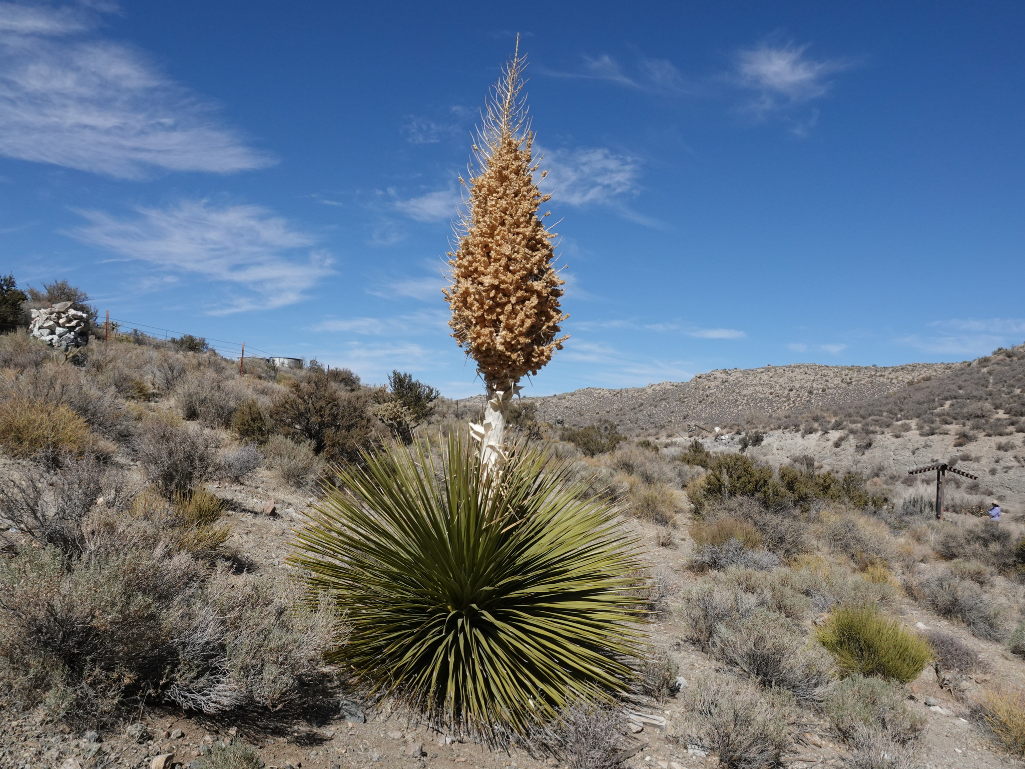 Woodland Beargrass (Nolina greenei) · iNaturalist