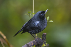 Diglossa lafresnayii