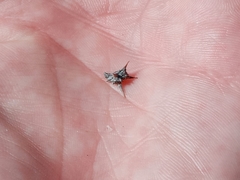 Ambrosia acanthicarpa