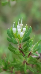 Darwinia leptantha