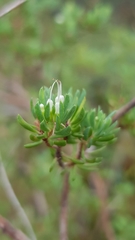 Darwinia leptantha