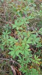 Banksia paludosa